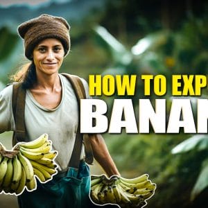 How to Export Banana?